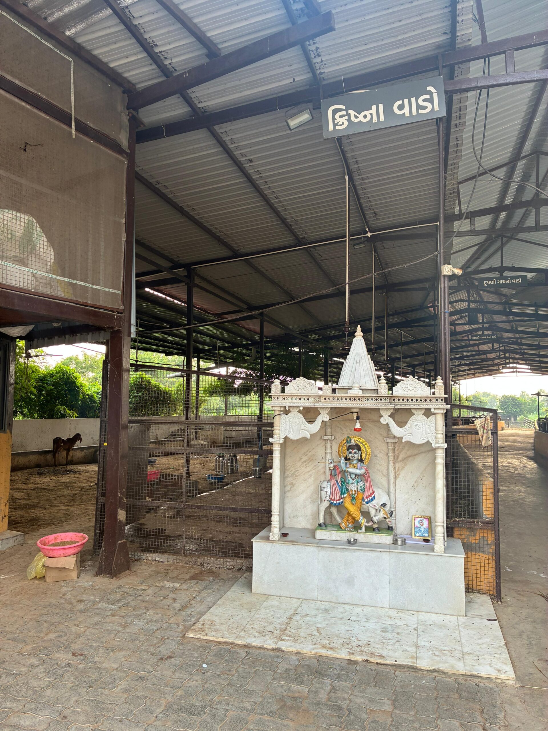 Desi Gir Cow
